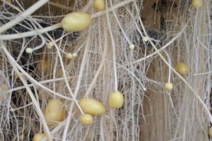 La empresa Newco es la pionera en España en cultivar patatas sin tierra a gran escala.