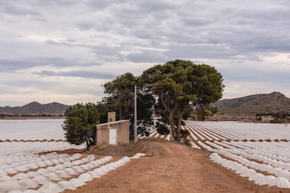 Un campo de regadío a pocos metros de la costa.