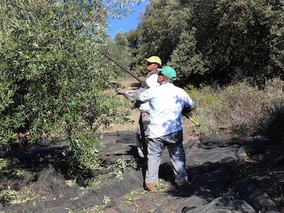 Recolección de olivas en Ventorros de San José, Granada, cerca de la Cooperativa de Cerro Gordo, para la empresa Deoleo.