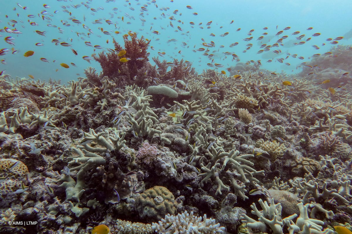 El calentamiento global lleva a los arrecifes de coral tropicales al punto de no retorno