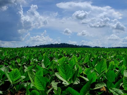 Plantações de soja em um campo nas proximidades de Sinop onde, ao fundo, se vislumbra o que resta da floresta amazônica.