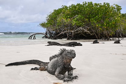 Una iguana marina toma en sol en Tortuga Bay.