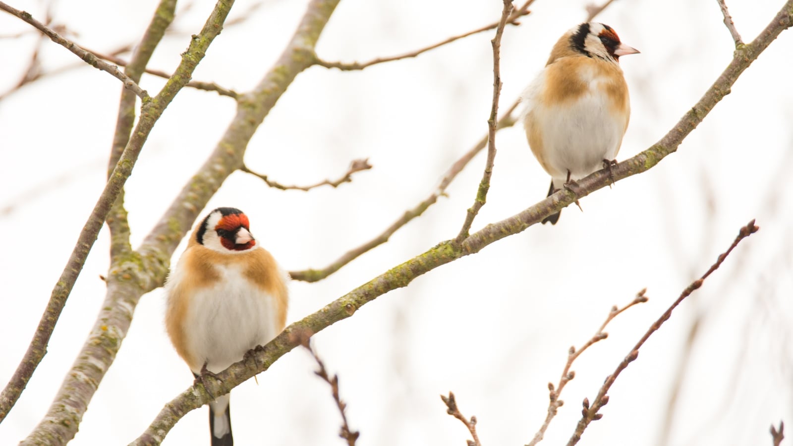 Investigadores denuncian en ‘Science’ los controvertidos estudios de Madrid y Andalucía para reactivar la captura de aves cantoras