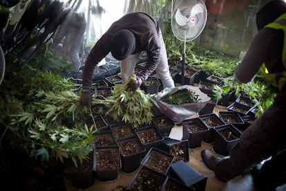 Agentes del servicio de investigación contra el cultivo y venta de marihuana de la Guardia Civil durante una redada en Granada en 2016.