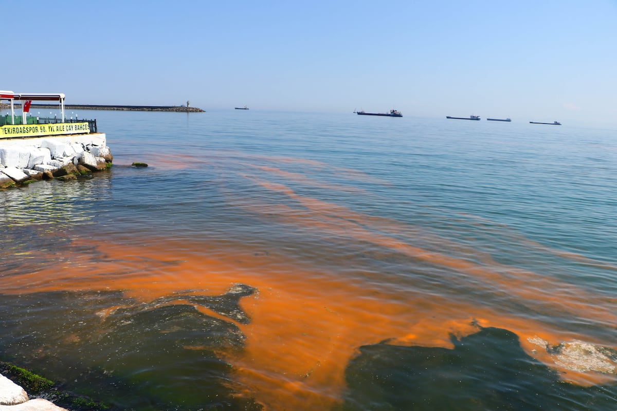¿Se puede detectar la polución de las aguas atendiendo a las señales de peligro que emite la naturaleza – EL PAÍS