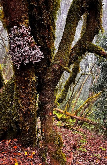 Detalle de vegetación laurófila en la zona del bosque del Cedro, parque nacional Garajonay.