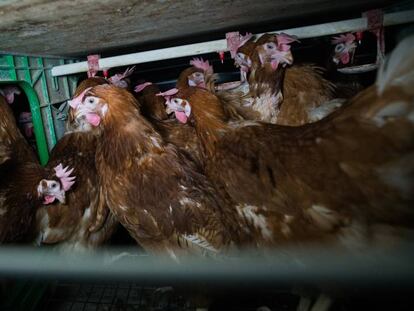 Hens in a furnished cage in Spain.