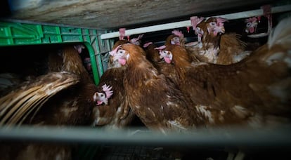 Hens in a furnished cage in Spain.