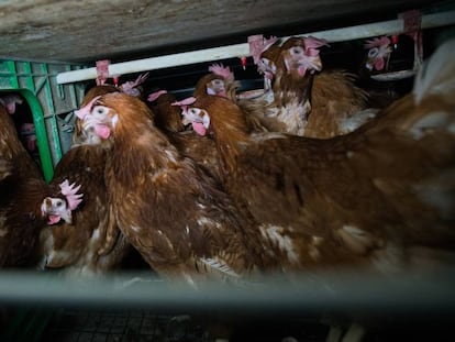 Una jaula de gallinas ponedoras en España