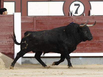'Hebrea', de la ganadería de Jandilla, elegido mejor toro de la Feria de San Isidro.