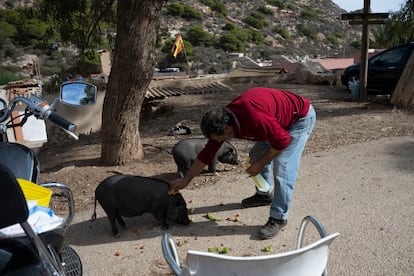 Un vecino acicala y da de comer a sus cerdos vietnamitas.