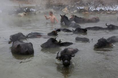 Caballos y búfalos se bañan en una fuente termal cubierto de nieve de la provincia de Bitlis (Turquía), mientras un aldeano los vigila.