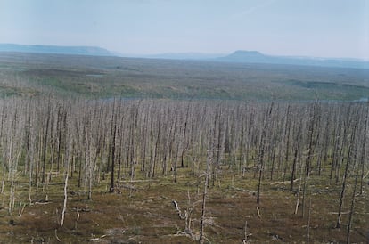 Los árboles están muriendo en decenas de kilómetros a la redonda de la ciudad minera de Norilsk (Siberia).