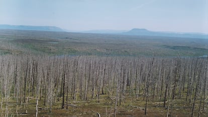 As árvores estão morrendo num raio de dezenas de quilômetros da cidade de mineração Norilsk, na Sibéria.