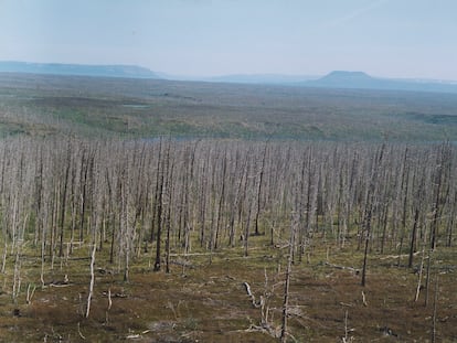 As árvores estão morrendo num raio de dezenas de quilômetros da cidade de mineração Norilsk, na Sibéria.