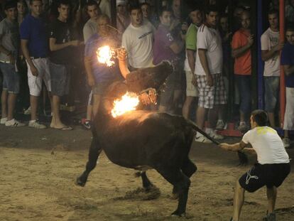 En Nules (Castellón) se festeja a Sant Bartomeu cada 24 de agosto con 'bous embolats' y 'bous al carrer'.