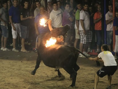 En Nules (Castellón) tiene lugar cada 24 de agosto los 'bous embolats' y 'bous al carrer'.