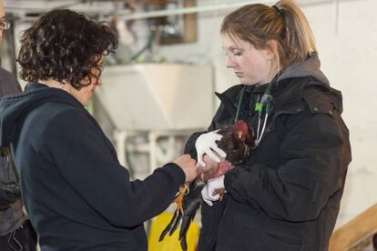 Voluntarios de la asociación ASPCA contra la crueldad animal cuidan de un gallo de pelea después de la operación "Angry Birds" en la que se desmanteló la mayor instalación de peleas de gallos descubierta en los Estados Unidos. La policía de Queens detuvo a nueve personas y se rescataron 3000 gallos.