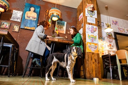 Restaurantes para ir con perros Madrid