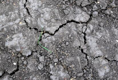 Detalle de un campo de trigo en Úbeda, en Jaén.