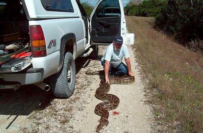 Un hombre con una serpiente pitón en el parque de los Everglades.