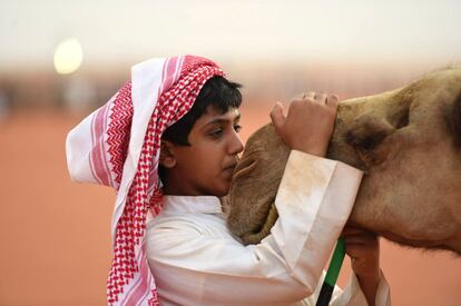 Un niño besa a un camello, durante el festival anual de camellos del Rey Abdulazziz, en Rumah (Arabia Saudí).
