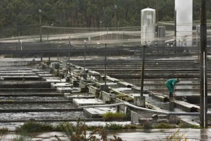 Instalaciones de la planta de truchas de Tres Mares en Lires.