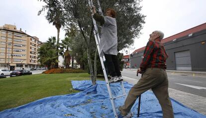 Los dos ancianos recogen las aceitunas antes de ser sancionados. 