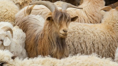 Cabras de cachemira en el desierto de Gobi