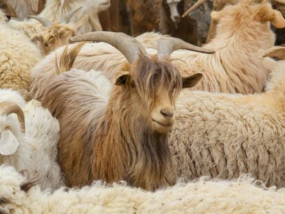 Cashmere goats in the Gobi desert.