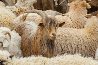 Cashmere goats in the Gobi desert