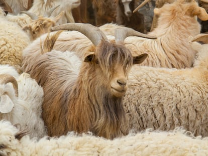 Cabras de cachemira en el desierto de Gobi