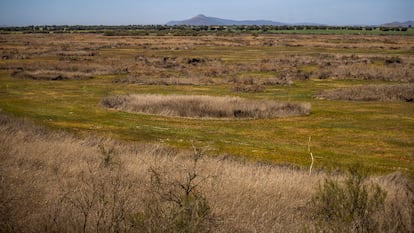 Una las lagunas sin agua del Parque Nacional de las Tablas de Daimiel.