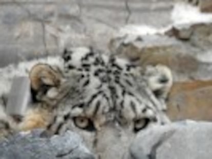 Un documental, en el que participa WWF, recrea la forma de vida del leopardo de las nieves, un gran desconocido debido a su naturaleza evasiva