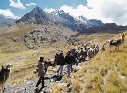 Las llamas son empleadas como acémilas en las rutas   a pie por los Andes, como la que conduce a  las  ruinas de Chavín de Huántar (327 antes de Cristo), en  Ancash.