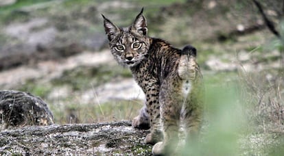 Lince ibérico en la sierra de Andújar.