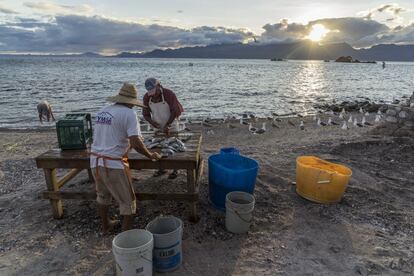 Ante la drástica disminución de peces comerciales, pescadores de una decena de pequeñas comunidades de Baja California Sur se unieron para crear la primera red de zonas de refugio de México.