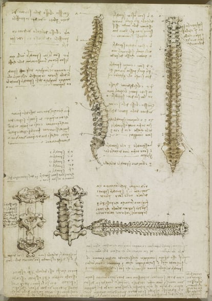 En esta imagen, datada en 1510-1511, se detalla la médula espinal en alzado y perfil. Además, se añaden dibujos de las vértebras en corte axial.