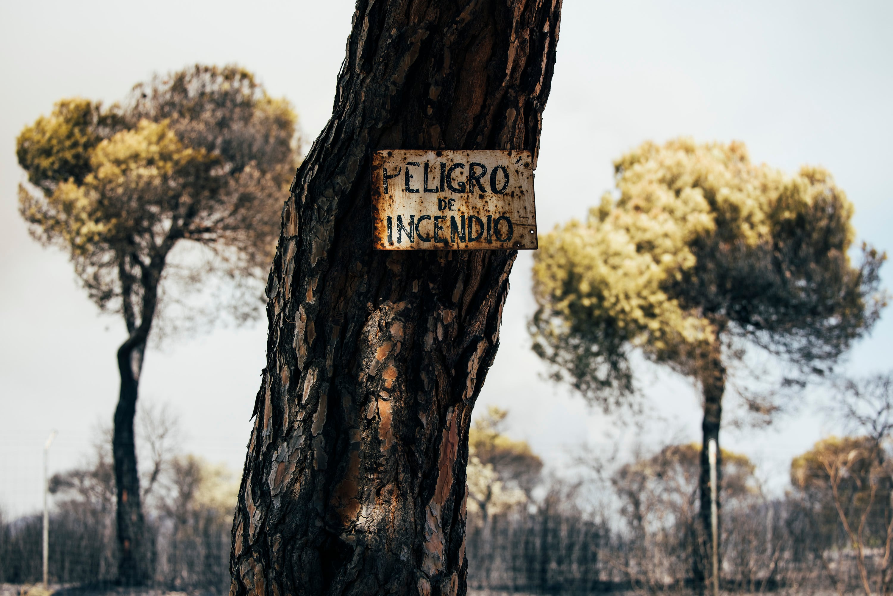 Devastación después del incendio de las fincas y zonas de monte en Navas del Rey