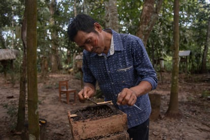 El meliponicultor Heriberto Vela observa un nido de abejas de su santuario, en la Amazonia, Perú.