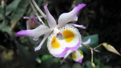 Una orquídea del Real Jardín Botánico de Alcalá de Henares.