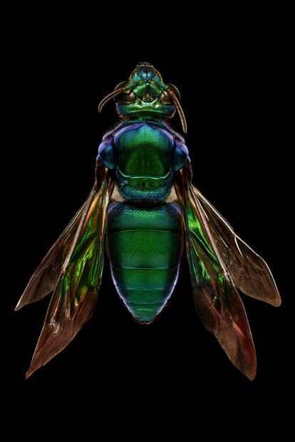 El fotógrafo toma la imagen al colocarlo en un microscopio en el que es posible captar 30 secciones distintas.En la imagen, una abeja de las orquídeas.
[post_second_paragraph_adv]
