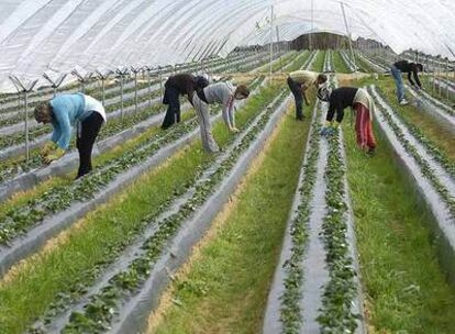 La agricultura está acogiendo a trabajadores expulsados de la construcción, son los nuevos temporeros.