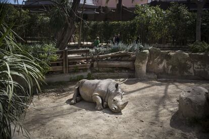 Un rinoceront del zoo de Barcelona.