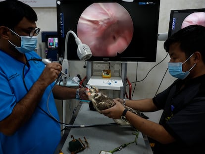Tras el efecto de la anestesia, dos trabajadores del Hospital de halcones de Al Khor, en Qatar, introducen una pequeña cámara por el pico del halcon enfermo para poder inspeccionar su aparato digestivo.