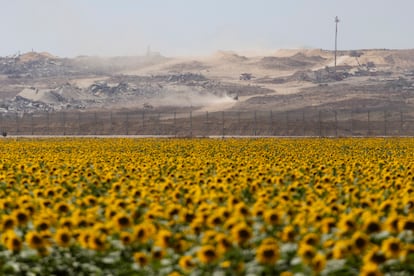 Vista de la Franja de Gaza desde un campo de girasoles del lado israelí de la frontera, este lunes.