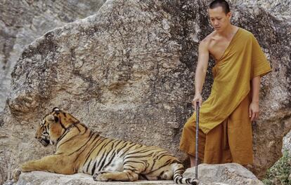 Uno de los monjes del Templo de los Tigres utiliza un palo para poner al animal encadenado en la mejor posición para ser fotografiado.