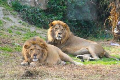 Leones en Selwo Aventura, en Estepona (Málaga).