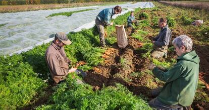 La reforma laboral multiplica por cinco los contratos de carácter indefinido en la agricultura.