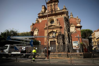 Inicio de los trabajos de tala del ficus de la calle San Jacinto en Sevilla.
FOTO: PACO PUENTES (EL PAÍS)